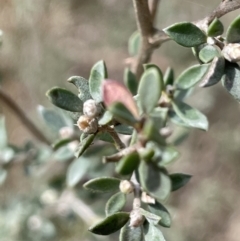 Leptospermum sp. (Tea Tree) at Lake George, NSW - 29 Oct 2022 by JaneR