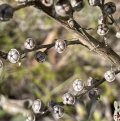 Leptospermum sp. at Lake George, NSW - 29 Oct 2022