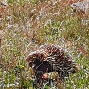 Tachyglossus aculeatus at Gundaroo, NSW - 30 Oct 2022 12:00 PM