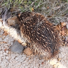 Tachyglossus aculeatus at Gundaroo, NSW - 30 Oct 2022 12:00 PM