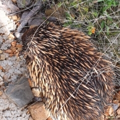 Tachyglossus aculeatus at Gundaroo, NSW - 30 Oct 2022 12:00 PM