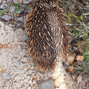 Tachyglossus aculeatus at Gundaroo, NSW - 30 Oct 2022 12:00 PM