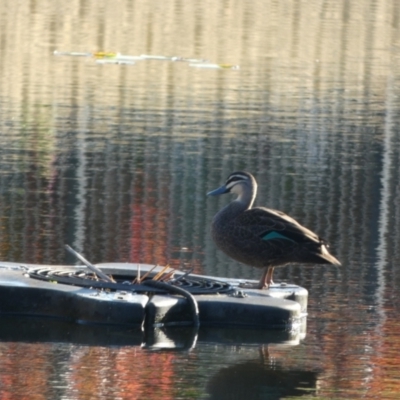 Anas superciliosa (Pacific Black Duck) at Eli Waters, QLD - 24 Sep 2022 by Paul4K