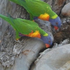 Trichoglossus moluccanus (Rainbow Lorikeet) at Point Vernon, QLD - 25 Sep 2022 by Paul4K