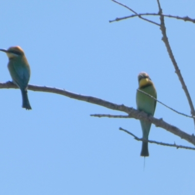 Merops ornatus (Rainbow Bee-eater) at Point Vernon, QLD - 25 Sep 2022 by Paul4K