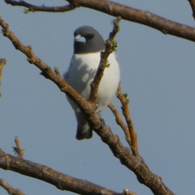 Artamus leucorynchus (White-breasted Woodswallow) at Eli Waters, QLD - 27 Sep 2022 by Paul4K