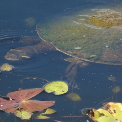 Emydura macquarii kreffti at Eli Waters, QLD - 1 Oct 2022 by Paul4K