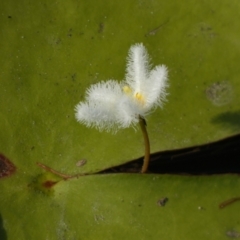 Unidentified Other Fresh Water Plant at Eli Waters, QLD - 1 Oct 2022 by Paul4K