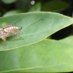 Unidentified Spider (Araneae) at Eli Waters, QLD - 2 Oct 2022 by Paul4K