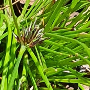 Schoenus apogon at Gundaroo, NSW - 29 Oct 2022