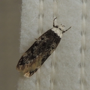 Endrosis sarcitrella at Conder, ACT - 29 Aug 2022 11:01 AM