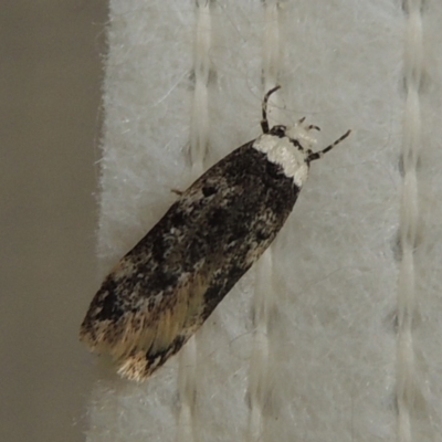 Endrosis sarcitrella (White-shouldered House Moth) at Pollinator-friendly garden Conder - 29 Aug 2022 by michaelb