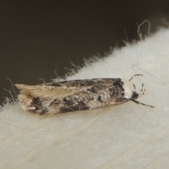 Endrosis sarcitrella at Conder, ACT - 29 Aug 2022 11:01 AM