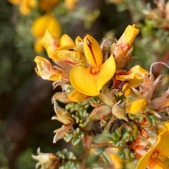 Pultenaea largiflorens (Twiggy Bush-pea) at Fentons Creek, VIC - 28 Oct 2022 by KL