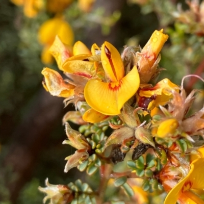 Pultenaea largiflorens (Twiggy Bush-pea) at Fentons Creek, VIC - 28 Oct 2022 by KL