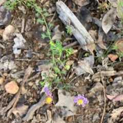 Calotis cuneifolia (Purple Burr-daisy) at Bruce, ACT - 29 Oct 2022 by NickiTaws