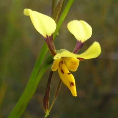 Diuris sulphurea (Tiger Orchid) at Molonglo Valley, ACT - 30 Oct 2022 by MatthewFrawley