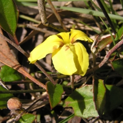 Goodenia hederacea subsp. hederacea (Ivy Goodenia, Forest Goodenia) at Molonglo Valley, ACT - 30 Oct 2022 by MatthewFrawley