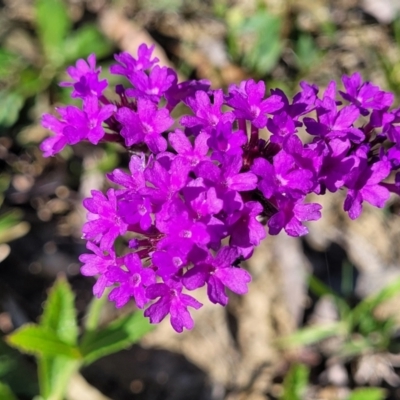 Verbena rigida (Veined Verbena) at Macksville, NSW - 30 Oct 2022 by trevorpreston