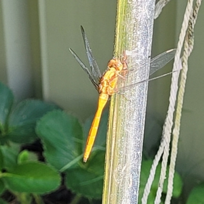 Orthetrum villosovittatum (Fiery Skimmer) at Nambucca Heads, NSW - 31 Oct 2022 by trevorpreston