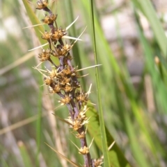 Lomandra longifolia (Spiny-headed Mat-rush, Honey Reed) at Molonglo Valley, ACT - 30 Oct 2022 by MatthewFrawley