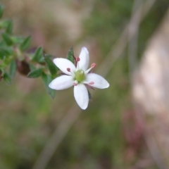 Rhytidosporum procumbens (White Marianth) at Molonglo Valley, ACT - 29 Oct 2022 by MatthewFrawley