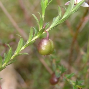 Rhytidosporum procumbens at Molonglo Valley, ACT - 30 Oct 2022