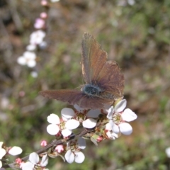 Erina hyacinthina (Varied Dusky-blue) at Molonglo Valley, ACT - 30 Oct 2022 by MatthewFrawley