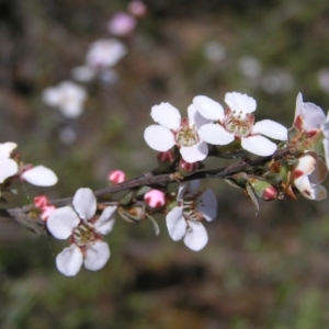 Gaudium multicaule at Molonglo Valley, ACT - 30 Oct 2022