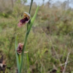 Calochilus platychilus (Purple Beard Orchid) at Bungendore, NSW - 31 Oct 2022 by clarehoneydove