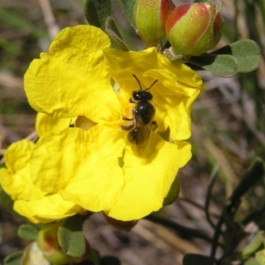 Leioproctus sp. (genus) at Molonglo Valley, ACT - 30 Oct 2022