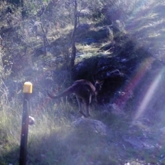 Macropus giganteus (Eastern Grey Kangaroo) at Mount Taylor - 2 May 2022 by MountTaylorParkcareGroup