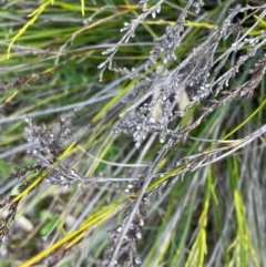 Lepidosperma laterale (Variable Sword Sedge) at Fentons Creek, VIC - 28 Oct 2022 by KL