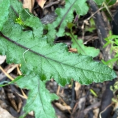 Senecio picridioides (Purple-leaf Groundsel) at Fentons Creek, VIC - 27 Oct 2022 by KL