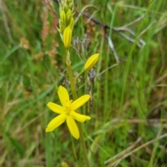 Bulbine bulbosa (Golden Lily, Bulbine Lily) at Bungendore, NSW - 31 Oct 2022 by clarehoneydove
