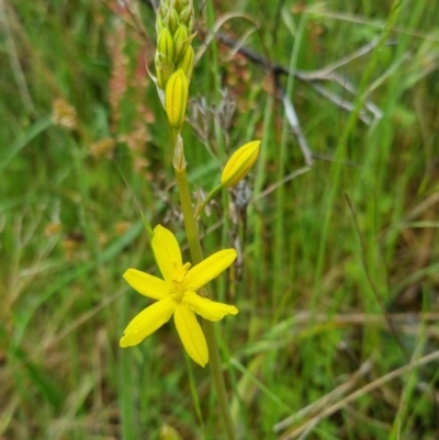 Bulbine bulbosa (Golden Lily, Bulbine Lily) at Bungendore, NSW - 31 Oct 2022 by clarehoneydove