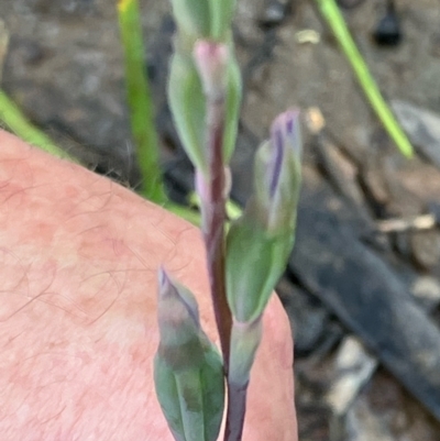 Thelymitra (genus) (sun orchids) at Fentons Creek, VIC - 28 Oct 2022 by KL