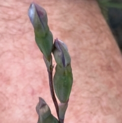 Thelymitra (genus) at Fentons Creek, VIC - suppressed