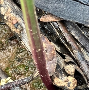 Thelymitra (genus) at Fentons Creek, VIC - suppressed