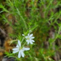 Stellaria pungens (Prickly Starwort) at Bungendore, NSW - 30 Oct 2022 by clarehoneydove