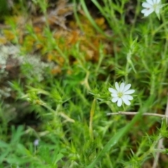 Stellaria pungens at Bungendore, NSW - 31 Oct 2022