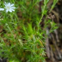 Stellaria pungens at Bungendore, NSW - 31 Oct 2022