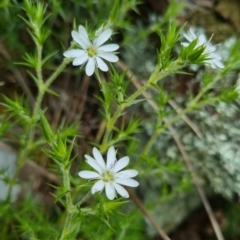 Stellaria pungens at Bungendore, NSW - 31 Oct 2022