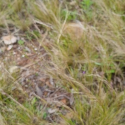 Austrostipa scabra (Corkscrew Grass, Slender Speargrass) at Bungendore, NSW - 30 Oct 2022 by clarehoneydove