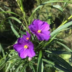 Solanum linearifolium at Wamboin, NSW - 6 Oct 2021 04:29 PM