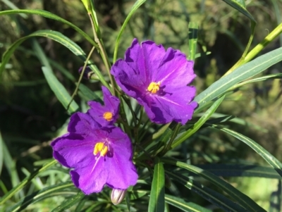 Solanum linearifolium (Kangaroo Apple) at Wamboin, NSW - 6 Oct 2021 by Devesons