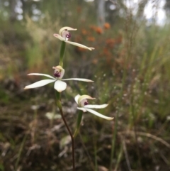 Caladenia cucullata (Lemon Caps) at Wamboin, NSW - 20 Oct 2020 by Devesons