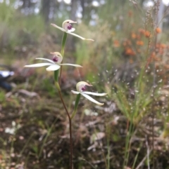 Caladenia cucullata at Wamboin, NSW - 20 Oct 2020