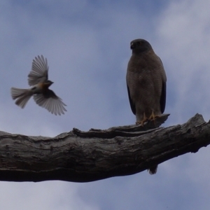 Accipiter fasciatus at Stromlo, ACT - 25 Oct 2022