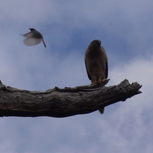 Accipiter fasciatus at Stromlo, ACT - 25 Oct 2022